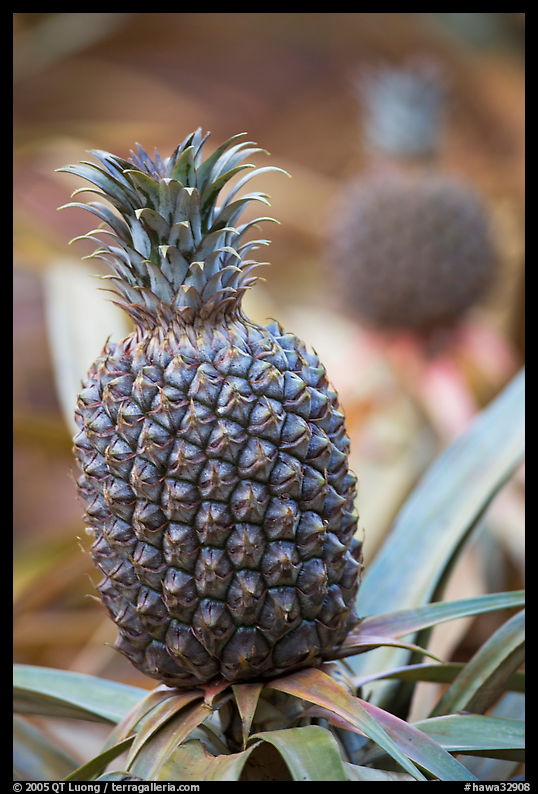 Pinapple,  Dole Planation. Oahu island, Hawaii, USA