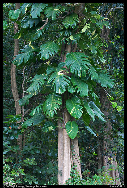 Giant leaves, Hoomaluhia Park Botanical Gardens. Oahu island, Hawaii, USA