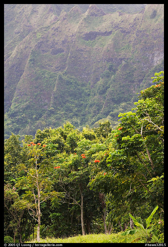 Tropical trees and cliff, Hoomaluhia Park Botanical Gardens. Oahu island, Hawaii, USA