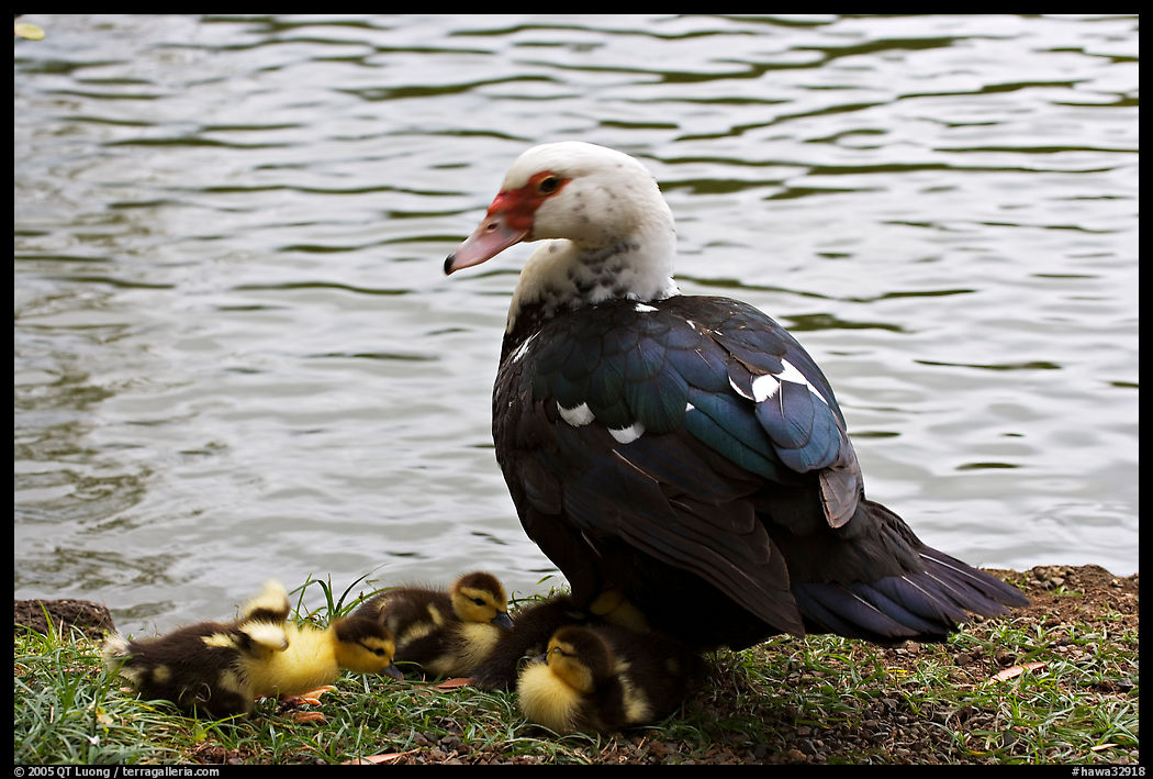 Duck and chicks, Byodo-In temple gardens. Oahu island, Hawaii, USA