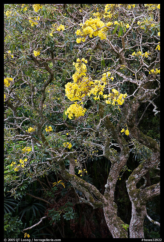 Tree with yellow blooms. Oahu island, Hawaii, USA