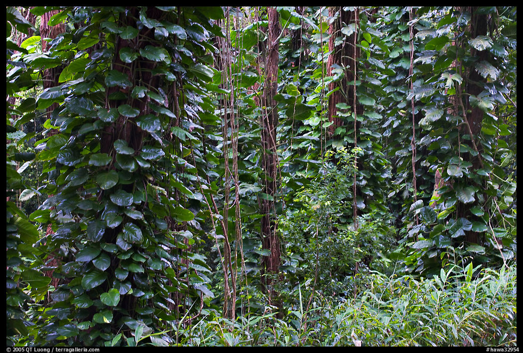 Tropical vegetation near the Pali Lookout. Oahu island, Hawaii, USA