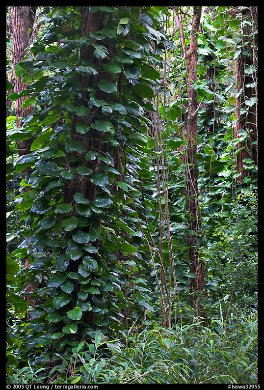 Tropical trees near the Pali Lookout, Koolau Mountains. Oahu island, Hawaii, USA