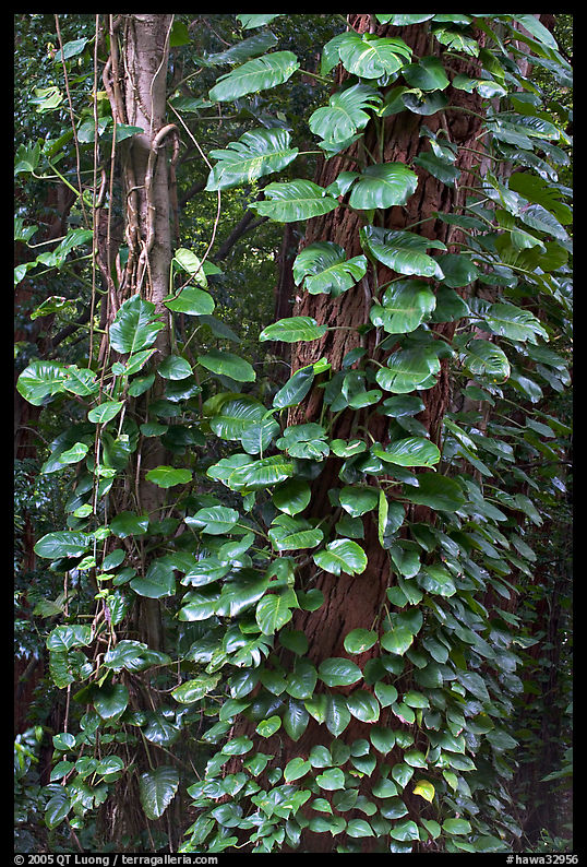 Big tropical leaves on a tree near the Pali Lookout. Oahu island, Hawaii, USA