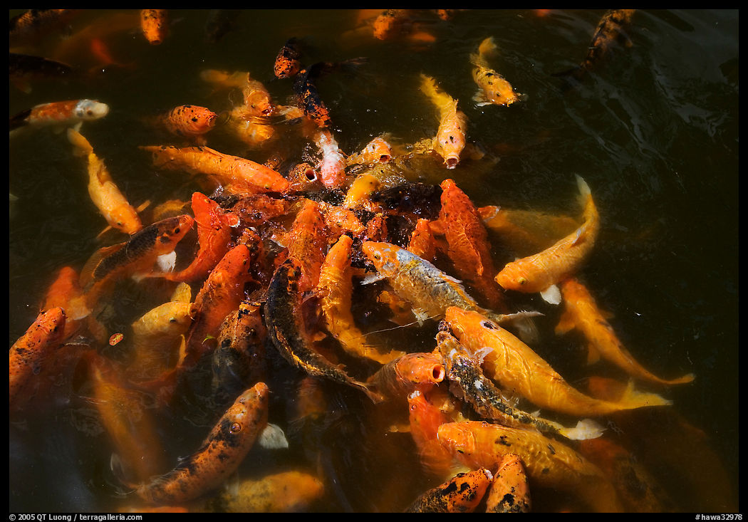 Carp fish, Byodo-In temple. Oahu island, Hawaii, USA