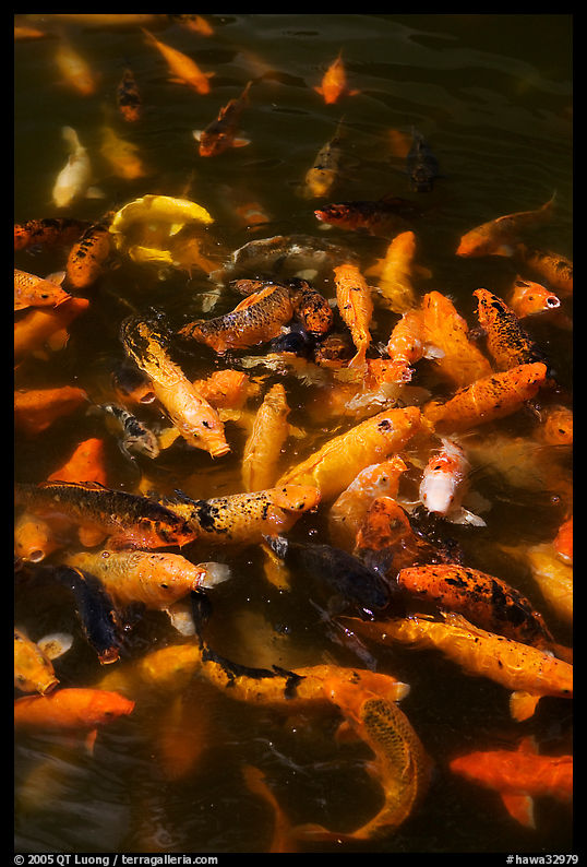 Koi fish, Byodo-In temple. Oahu island, Hawaii, USA