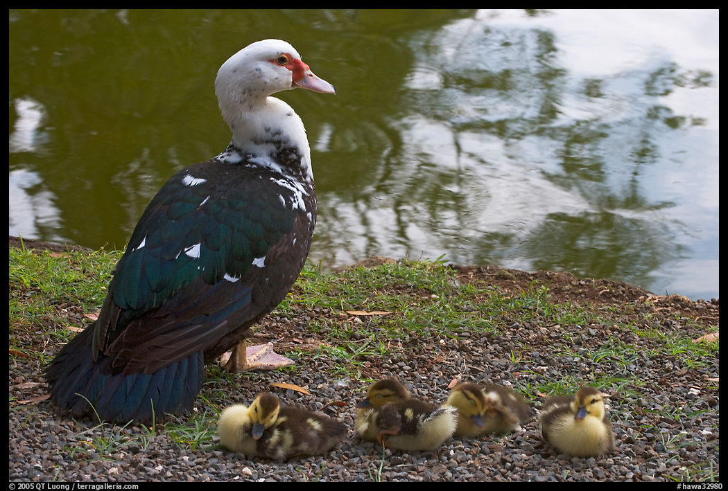Duck and chicks, Byodo-In temple. Oahu island, Hawaii, USA