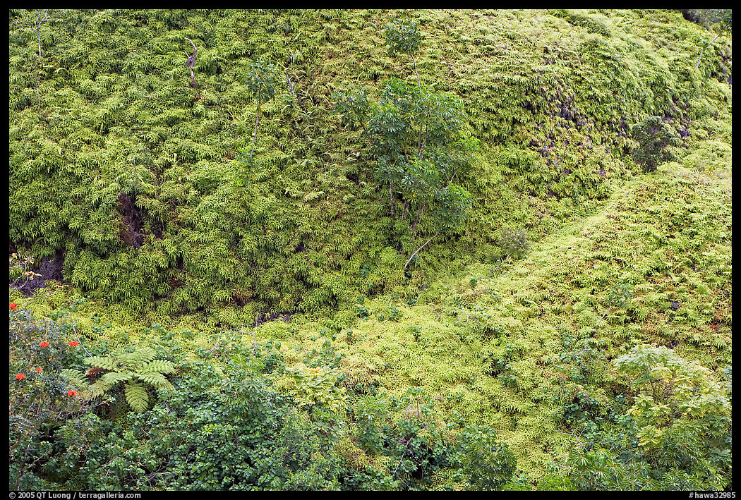 Tropical Ferns seen from above. Oahu island, Hawaii, USA