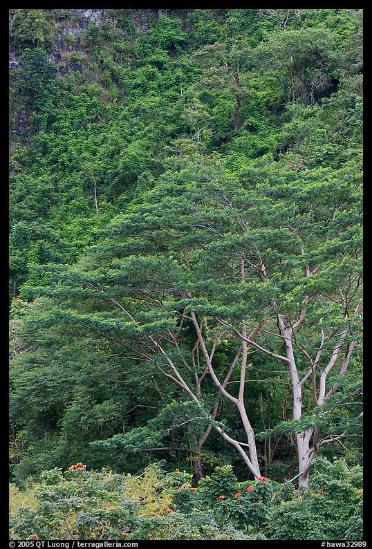 Luxuriant vegetation below cliff, Koolau Mountains. Oahu island, Hawaii, USA