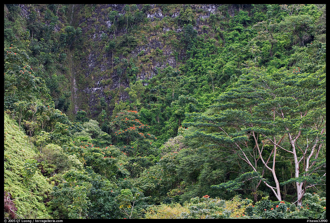 Luxuriant vegetation below cliff, Koolau Mountains. Oahu island, Hawaii, USA