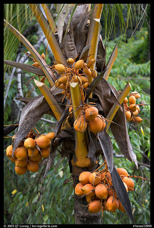 Golden coconut fruits. Oahu island, Hawaii, USA