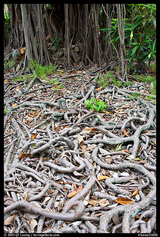 Roots of Banyan tree. Oahu island, Hawaii, USA