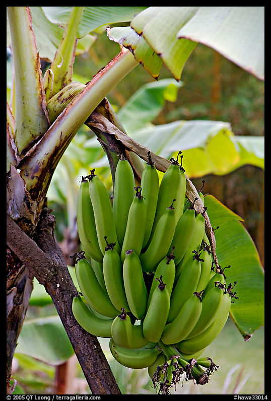 Bananas on the tree. Oahu island, Hawaii, USA