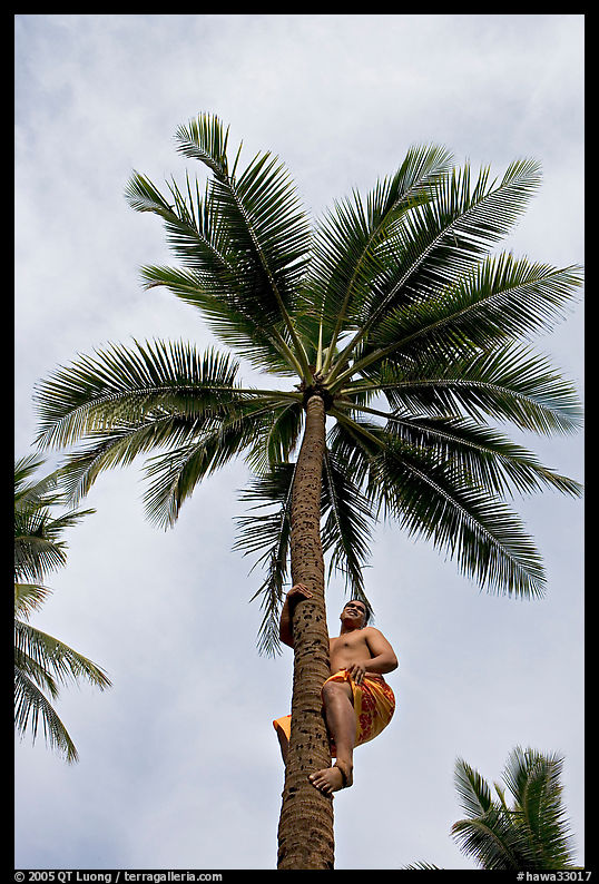 Samoan man climbing coconut tree. Polynesian Cultural Center, Oahu island, Hawaii, USA