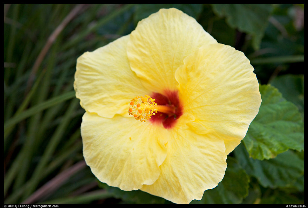Yellow hibiscus. Oahu island, Hawaii, USA