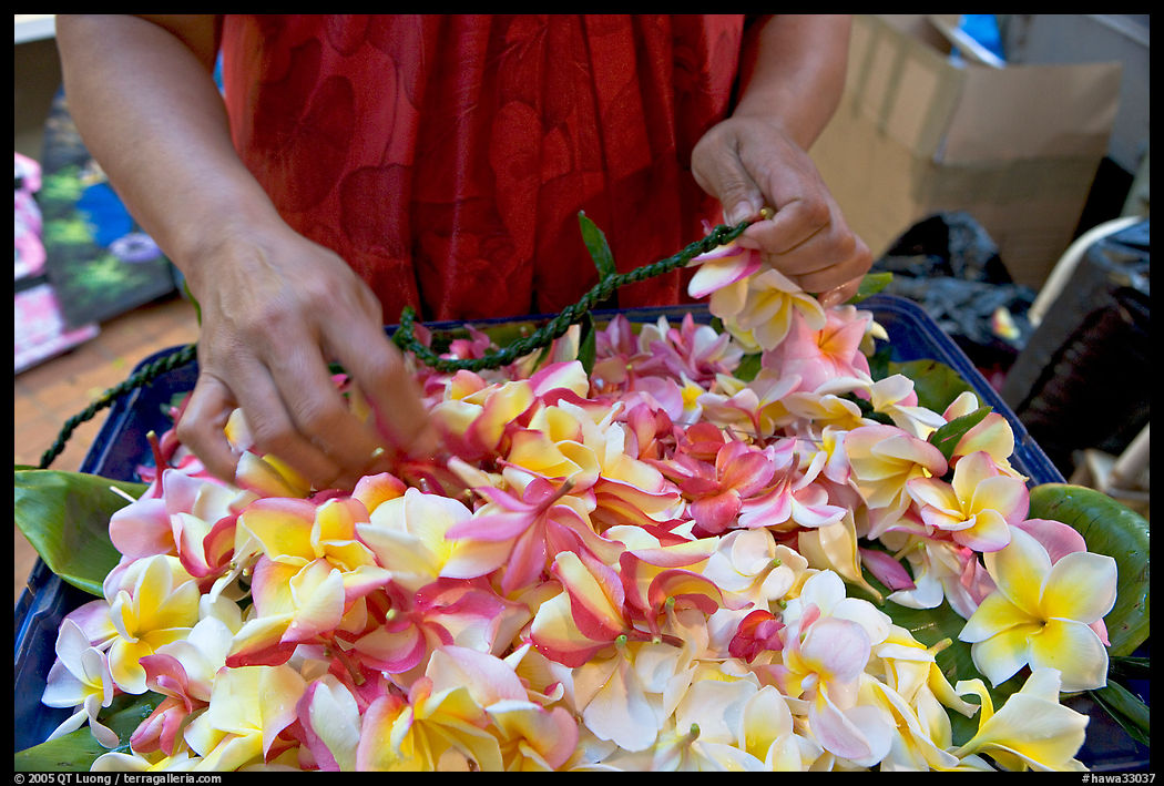 Fresh flowers used for lei making, International Marketplace. Waikiki, Honolulu, Oahu island, Hawaii, USA