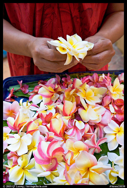 Hands holding fresh flowers, while making a lei, International Marketplace. Waikiki, Honolulu, Oahu island, Hawaii, USA