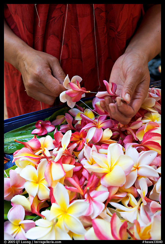 Hands preparing a fresh flower lei, International Marketplace. Waikiki, Honolulu, Oahu island, Hawaii, USA
