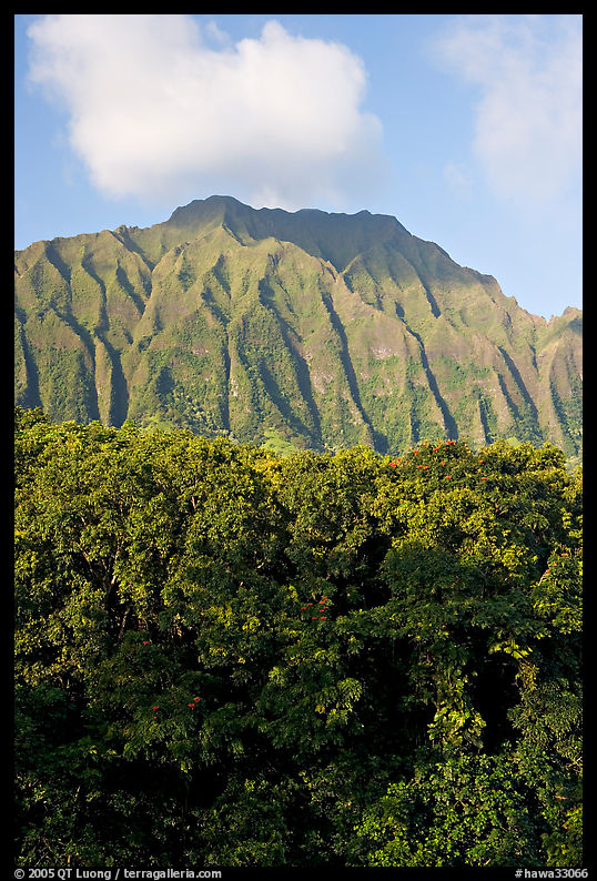 Tropical forest and fluted  Koolau Mountains. Oahu island, Hawaii, USA