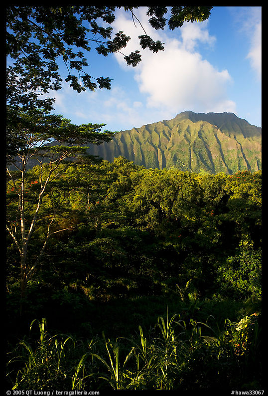 Tropical forest and  Koolau Mountains. Oahu island, Hawaii, USA