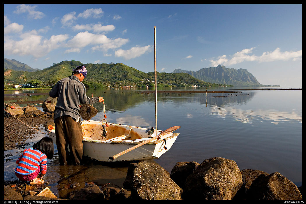 Fisherman pulling out fish out a net, with girl looking, Kaneohe Bay, morning. Oahu island, Hawaii, USA