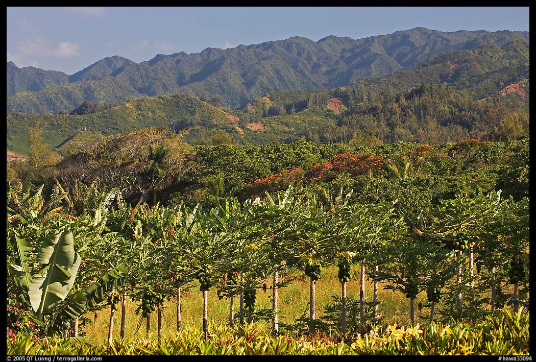 Fruit trees, hills, and mountains, Laie, afternoon. Oahu island, Hawaii, USA
