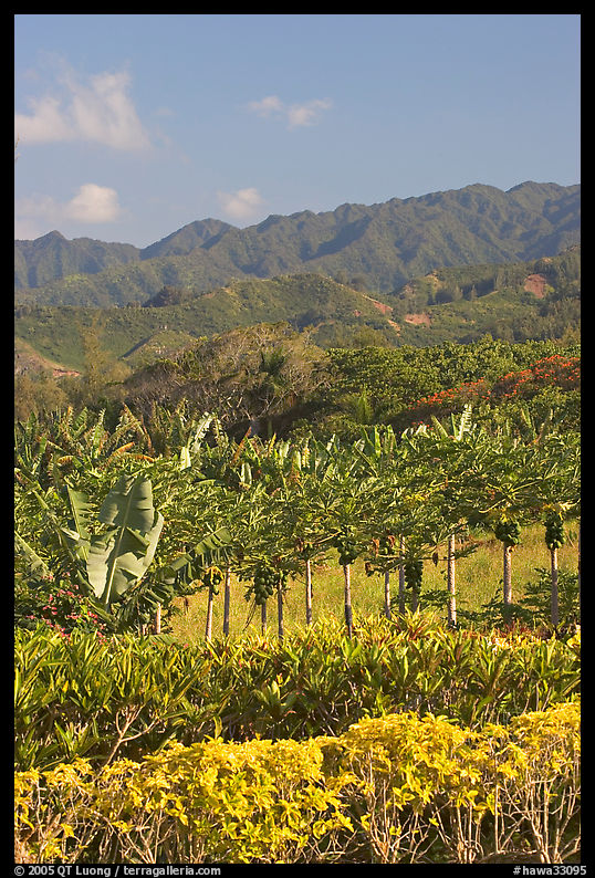 Fruit trees, hills, and mountains, Laie, afternoon. Oahu island, Hawaii, USA