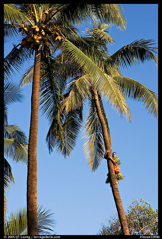 Coconut trees, with Samoan man climbing. Polynesian Cultural Center, Oahu island, Hawaii, USA