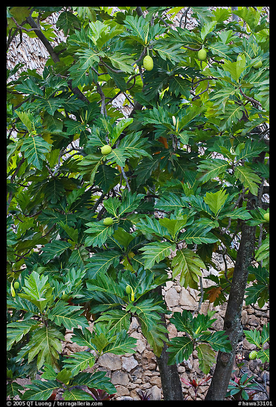 Breadfruit. Oahu island, Hawaii, USA