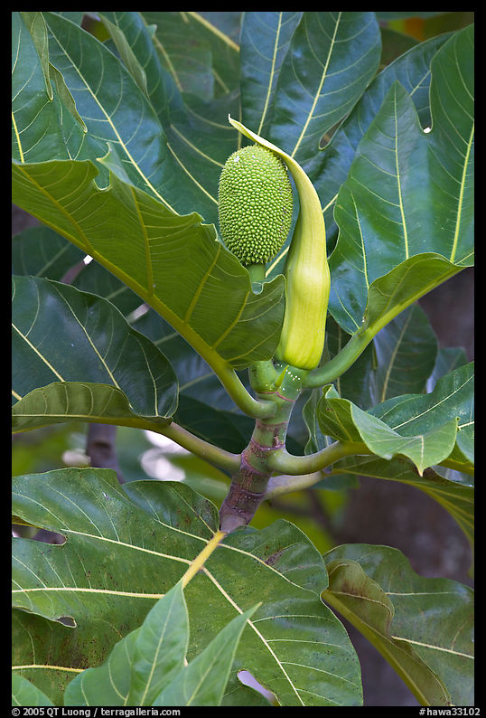 Fruit and leaves of the breadfruit tree. Oahu island, Hawaii, USA