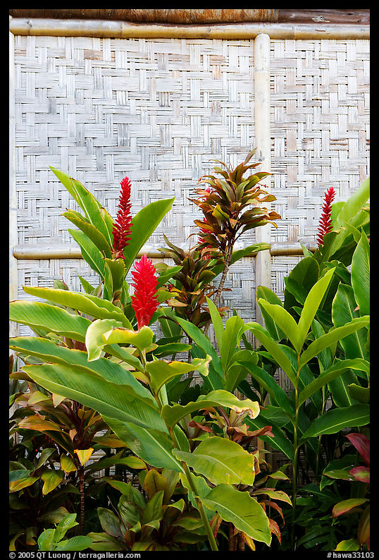 Wild ginger flower and wall of hut. Polynesian Cultural Center, Oahu island, Hawaii, USA
