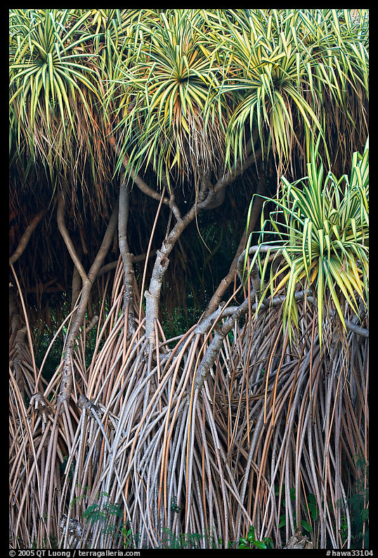 Pandemus tree. Oahu island, Hawaii, USA