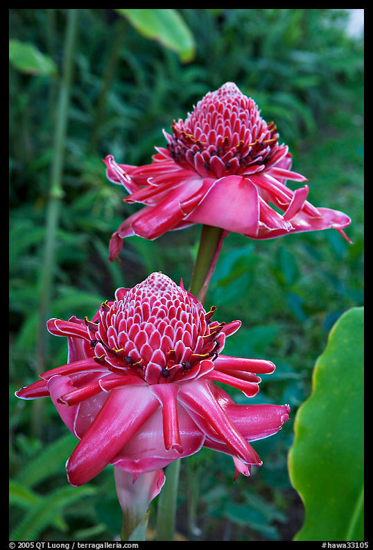 Torch Ginger flower. Oahu island, Hawaii, USA