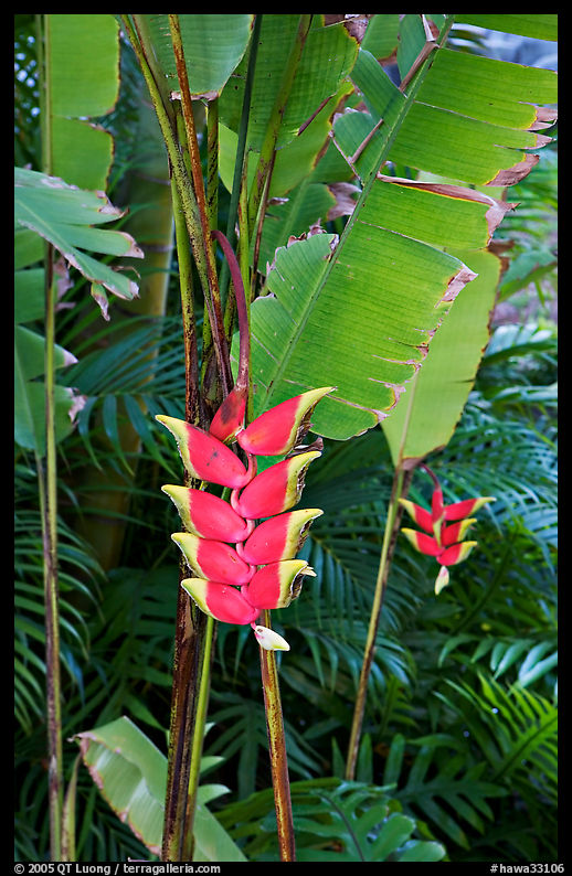 Lobster claw heliconia. Oahu island, Hawaii, USA