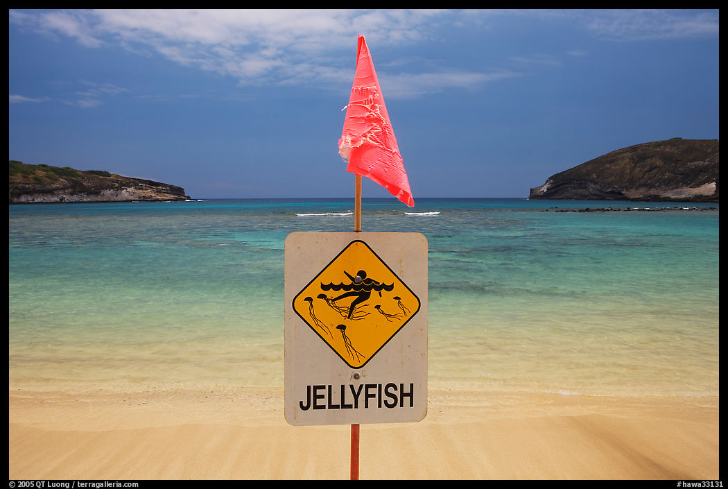 Sign warning against jellyfish,  Hanauma Bay. Oahu island, Hawaii, USA