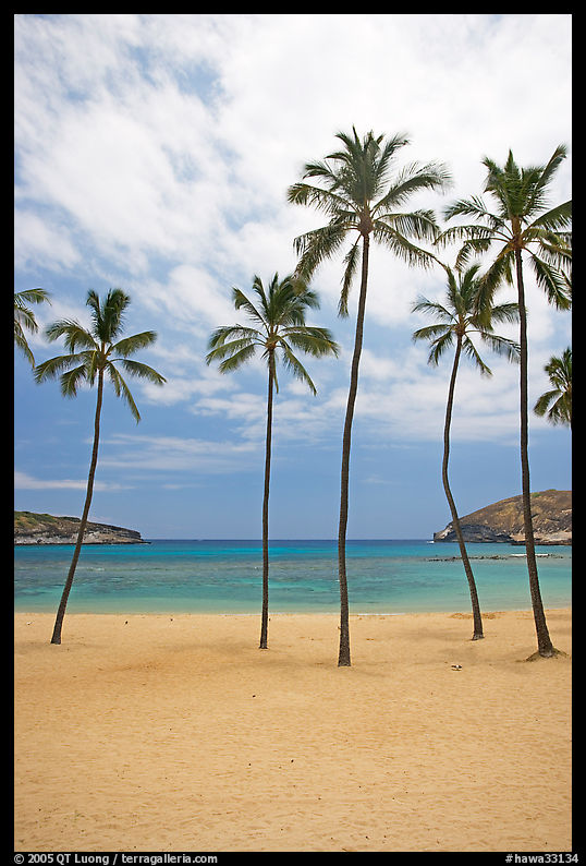 Palm trees and empty beach, Hanauma Bay. Oahu island, Hawaii, USA