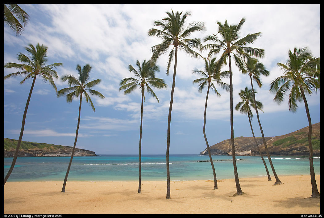 Palm trees and deserted beach, Hanauma Bay. Oahu island, Hawaii, USA