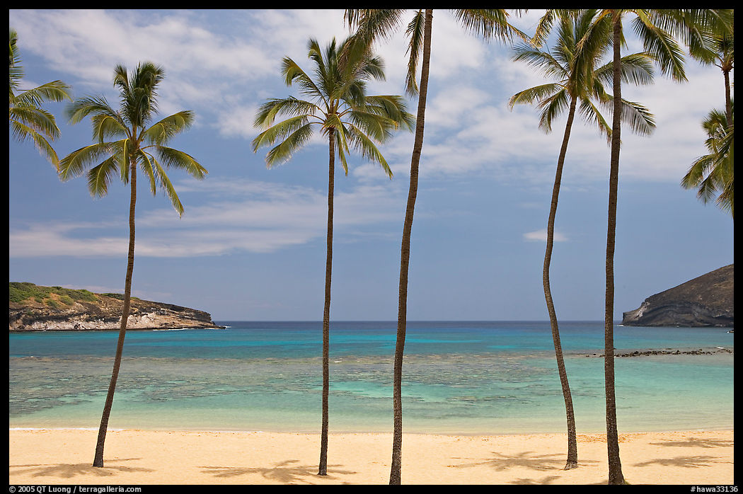 Palm trees and empty beach, Hanauma Bay. Oahu island, Hawaii, USA