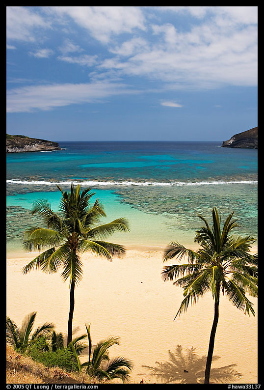Palm trees and beach with no people, Hanauma Bay. Oahu island, Hawaii, USA