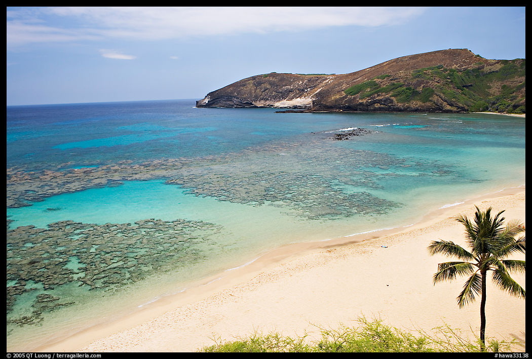 Palm tree,  beach, and Hanauma Bay with no people. Oahu island, Hawaii, USA