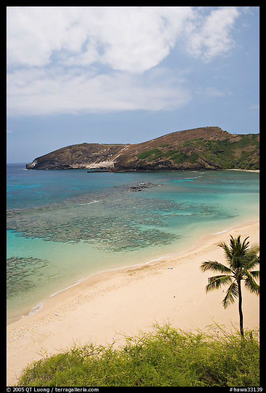 Palm tree,  beach, and Hanauma Bay with no people. Oahu island, Hawaii, USA