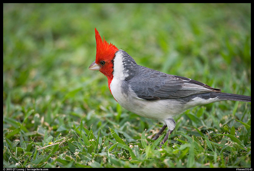 Bird with red head. Oahu island, Hawaii, USA