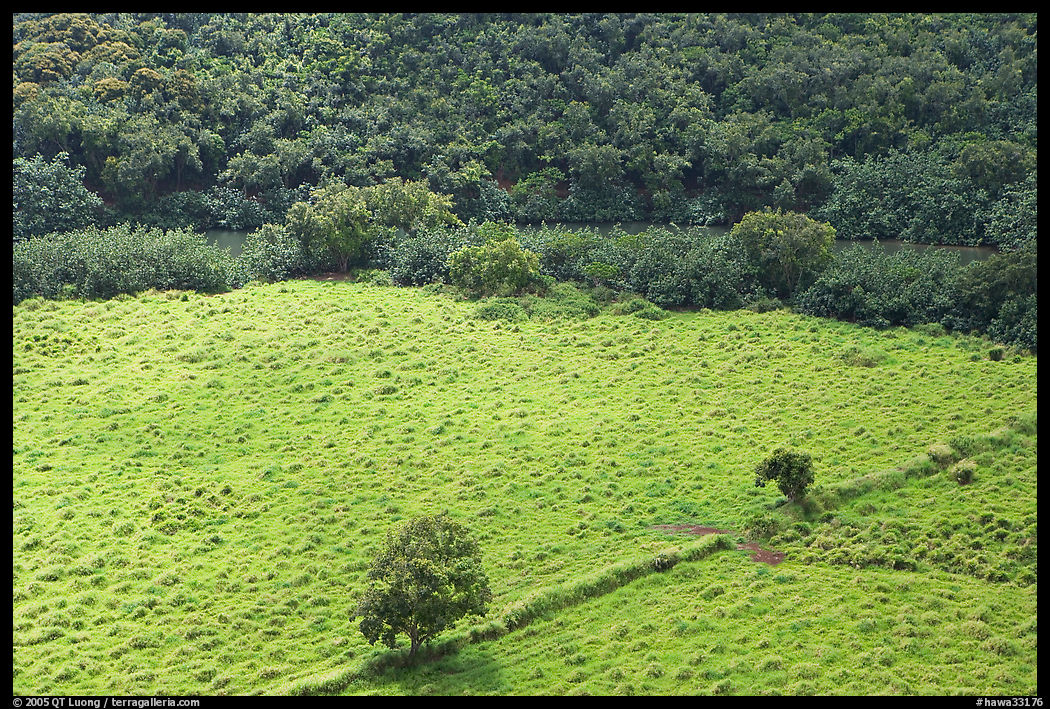 Trees, field, and ancient wall,  Wailua River Valley. Kauai island, Hawaii, USA