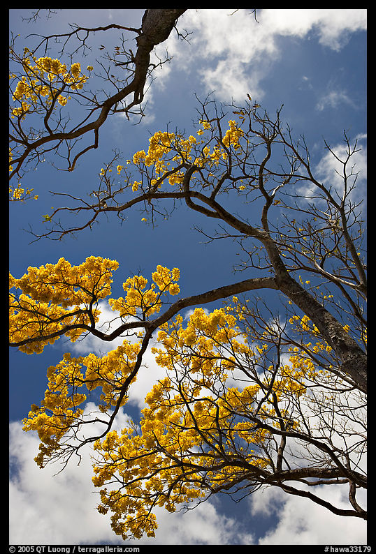 Branches of yellow trumpet trees  and clouds. Kauai island, Hawaii, USA