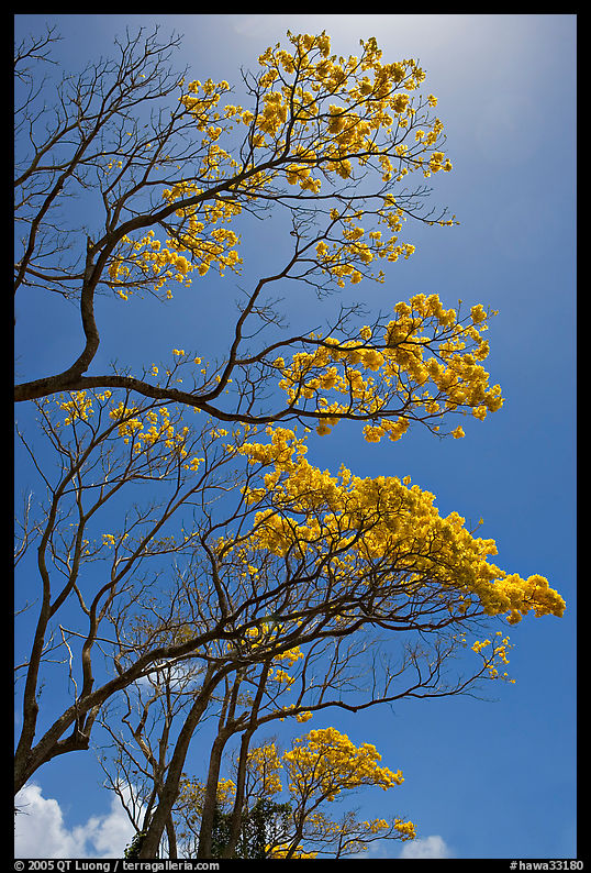 Branches of yellow trumpet trees (Tabebuia aurea). Kauai island, Hawaii, USA