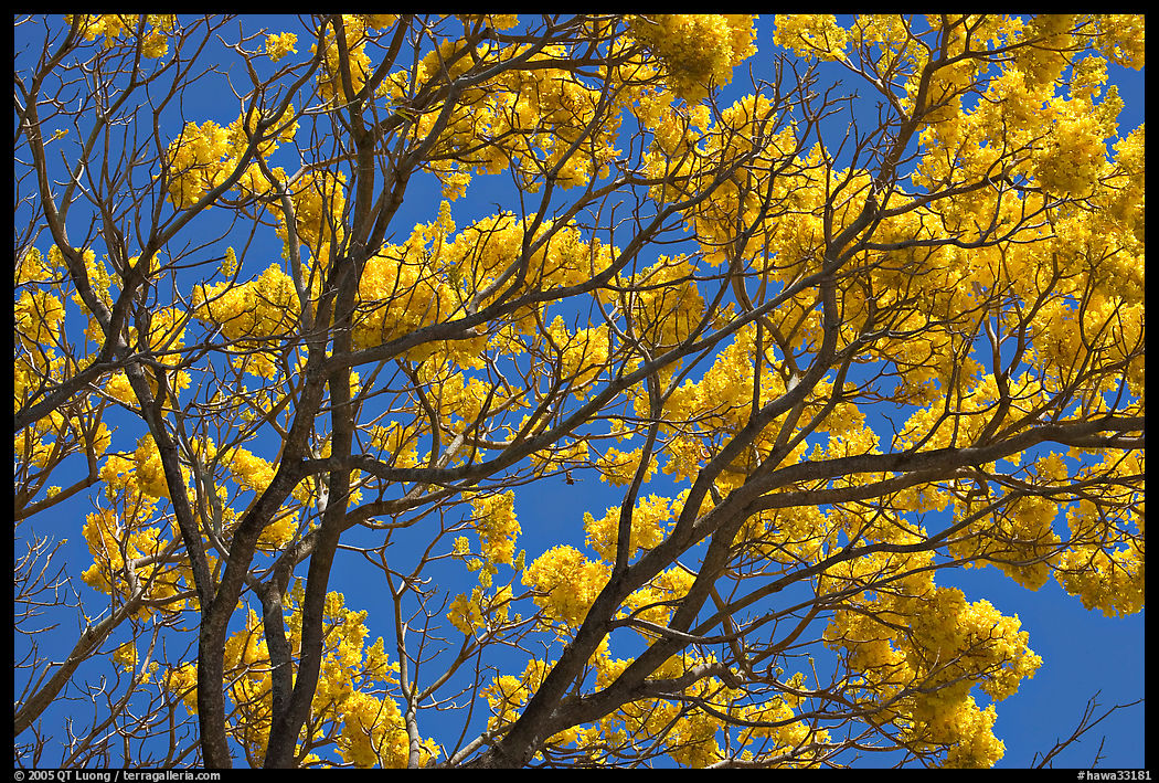 Yellow trumpet tree branches. Kauai island, Hawaii, USA