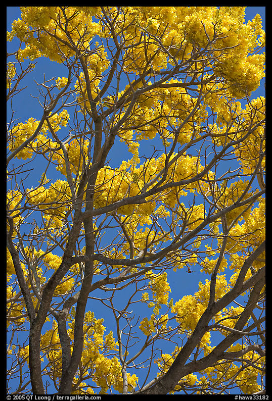 Yellow trumpet tree (Tabebuia aurea)  branches. Kauai island, Hawaii, USA