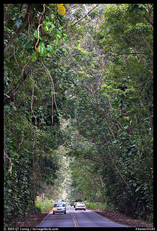 Road through tunnel of trees. Kauai island, Hawaii, USA