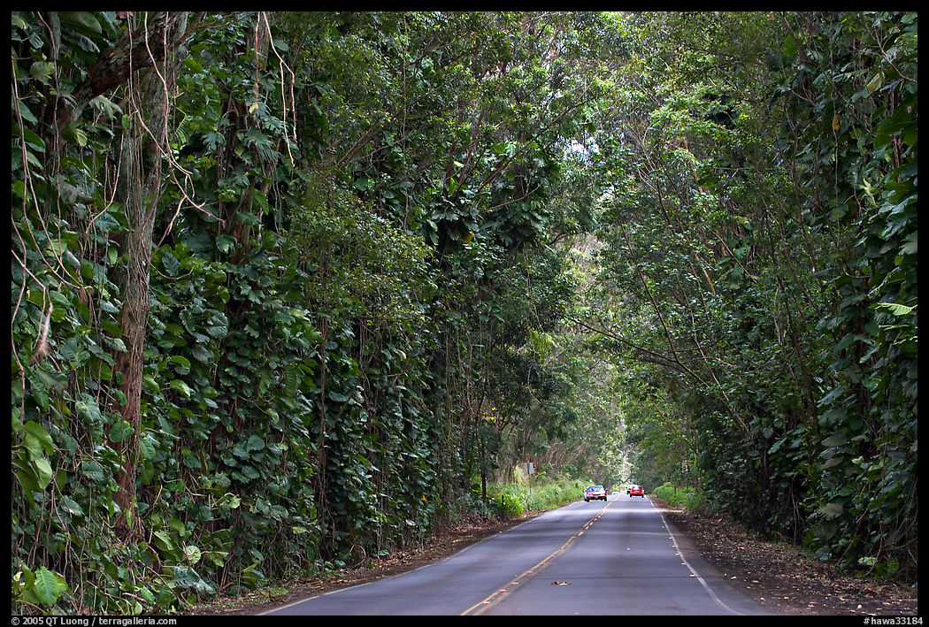Road through  tree tunnel of mahogany trees. Kauai island, Hawaii, USA