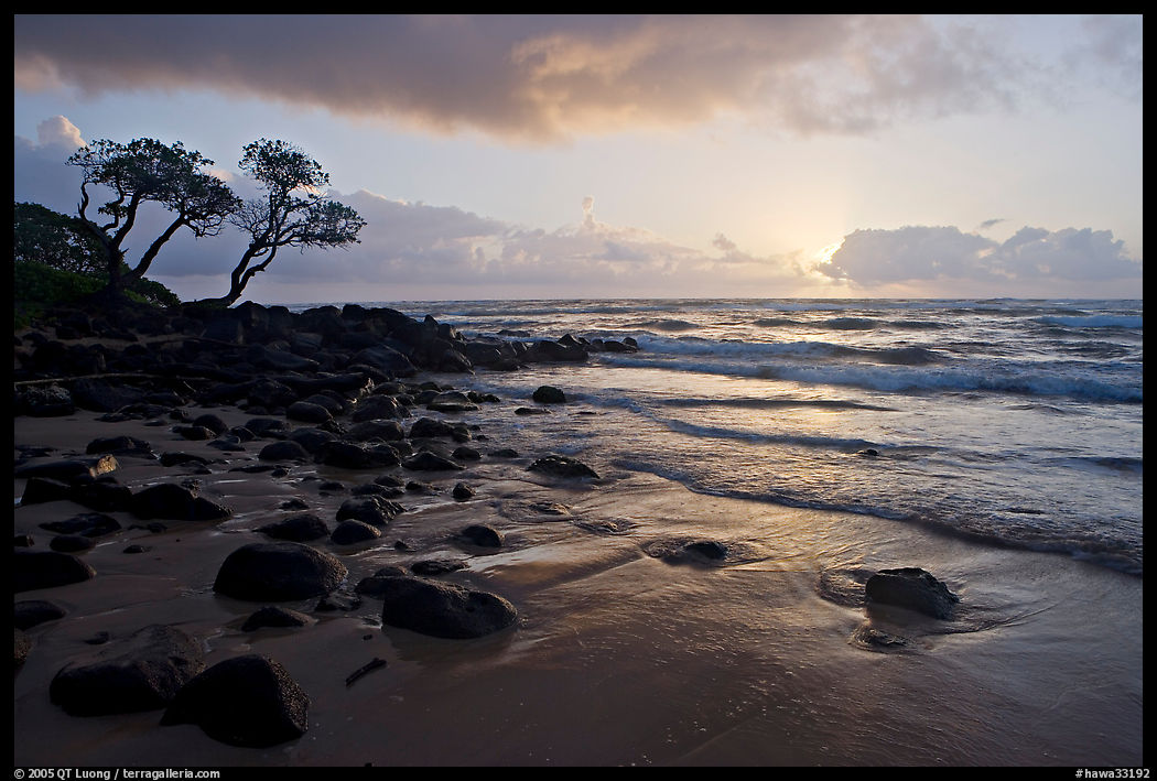 Windblown trees and ocean, Lydgate Park, sunrise. Kauai island, Hawaii, USA